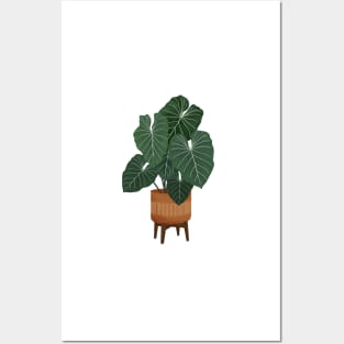 Colocasia Plant Illustration Posters and Art